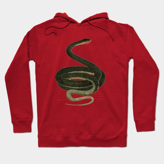 serpent,cobra,reptile,viper,venom,lizard,rattlesnake,king cobra,dragon,hydra,poison,venomous,plumber's snake,pythonidae,pythons,auger,python,squamata,serpentine,worm,big,ophidian,rattlesnakes,medusa,snakebite Hoodie by vabontchi